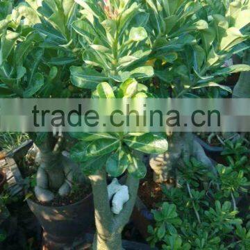 Adenium Obesum