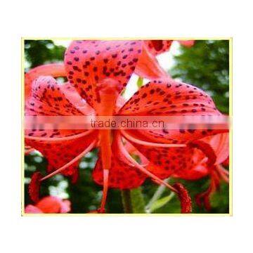 Chinese Herb Medicines Dried Lily Bulb