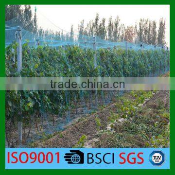 100% virgin HDPE with UV resistant grape support net