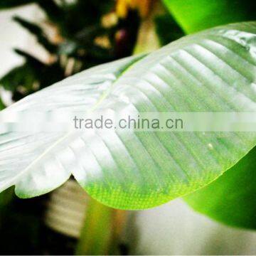 Y8463-15-1LS( 2014 Hot Sale Factory Direct Extra Large Banana Trees for Hotel Decoration ) photo-3