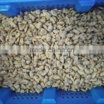 Frozen Natural Taste High Quality X-checked Clam Meat for Sale photo-2