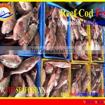 FROZEN REEF COD FISH WHOLE ROUND photo-3