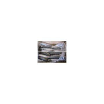 new frozen mackerel 300-500g landtime oct