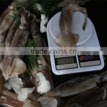 Frozen Illex Squid W/R New Landing 2015 Big Quantity photo-5
