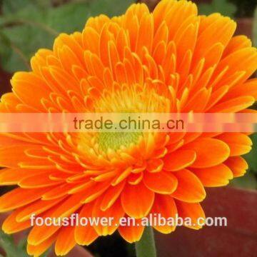 Various hot selling wedding fresh flowers gerbera from China