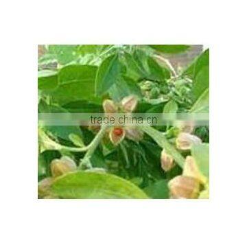 Ashwagandha Extract photo-4