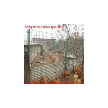 holland wire mesh/ green holland wire mesh/ pvc coated holland wire mesh