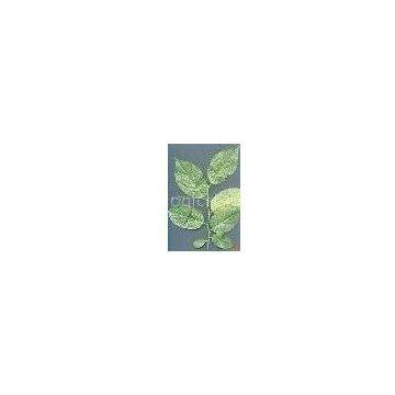 Ecommia Leaves Extract