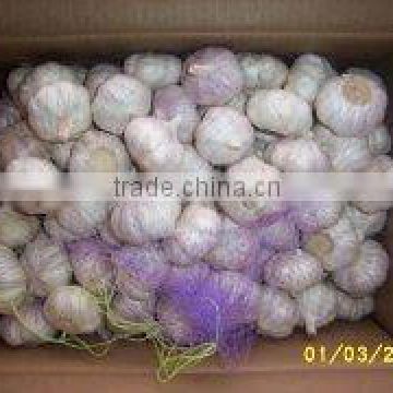 fresh garlic from Jinxiang