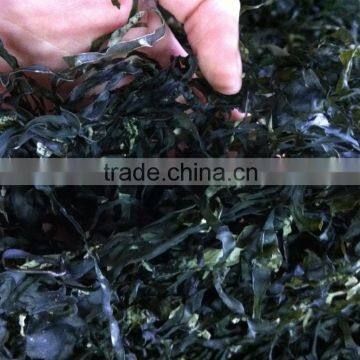 Machine Dried Kelp Seaweed Sublimated Laminaria Seaweed for Sale photo-3