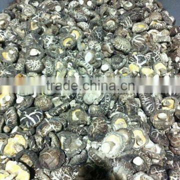 Dried Matsutake Mushroom Growing photo-2