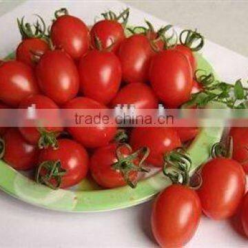 Tomato Paste Canned photo-3