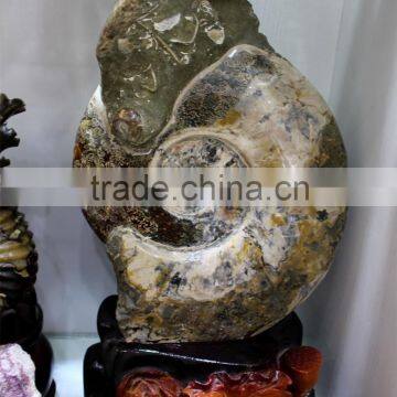 large magic natural ammonite fossils