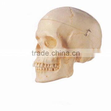 Import PVC Skull Model