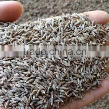 Cumin Seed PREMIUM QUALITY