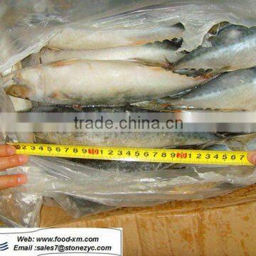 hot frozen mackerel sea frozen whole mackerel