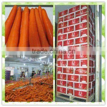 Chinese2012 fresh carrot(High Quality)Original From Shouguang