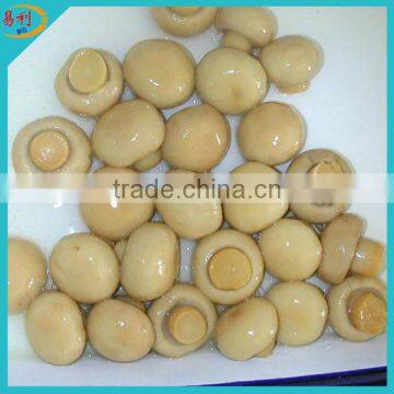New season best canned mushroom in brine