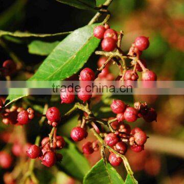 China Wholesale Cayenne Pepper Best Selling Products in Europe photo-6