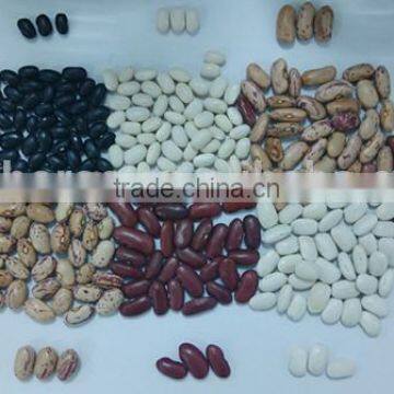 chinese kidney agents, kidney beans exporter kinds of kidney beans for sale