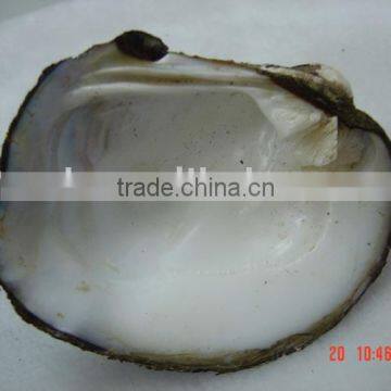 Natural shell,freshwater mussel,mother of pearl shell