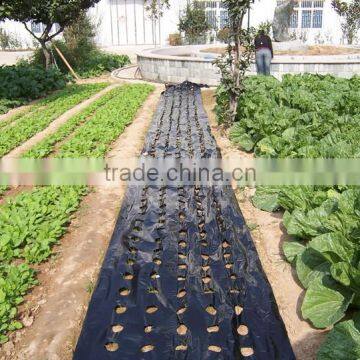 Plastic Agricultural Perforated Film With Holes for Seeding Growth photo-4