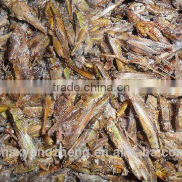 Freeze Dried Locusts Use for Pet Chicken Guinea Fowl and Blue Peacock and Mandarin Ducks photo-6