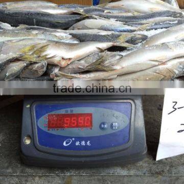Frozen Pacific Mackerel photo-4