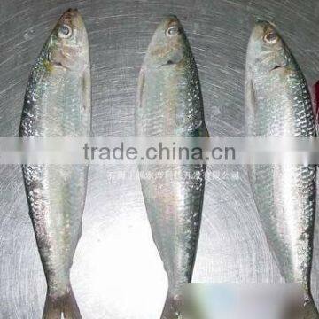 Chinese seafood Wholesale Frozen Sardine Fish