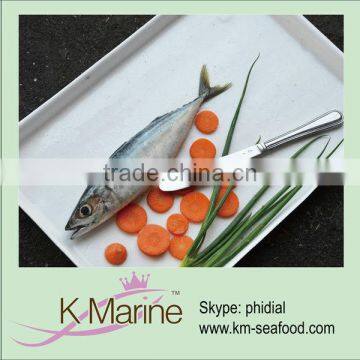 Frozen pacific horse mackerel whole round fish