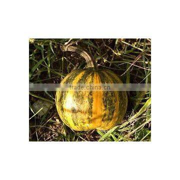 Pumpkin Seeds photo-2