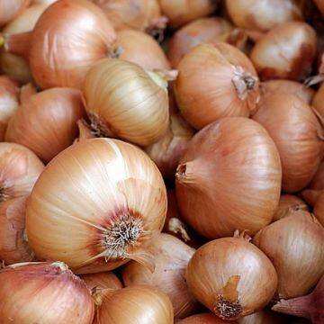 Fresh Yellow Onion in 25kg/Mesh Bag photo-4