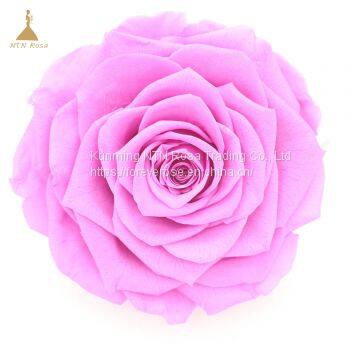 Big Size Preserved Flower Rose for Decor Supplies photo-2