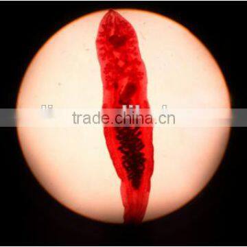 Parasitology Slides, Human Parasitolgy Slides , Biology Parasitolgy Slides photo-3