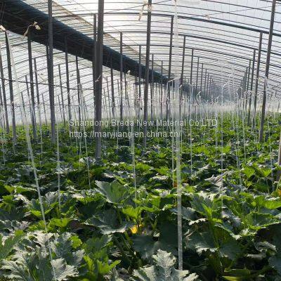 Greenhouse Film