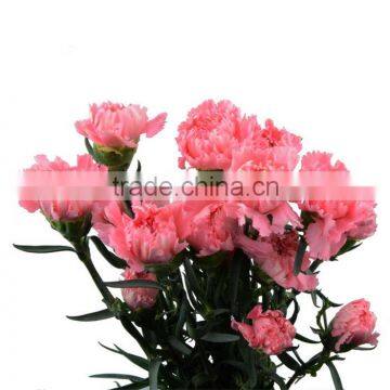 Fresh color Medium pink carnation varieties flower