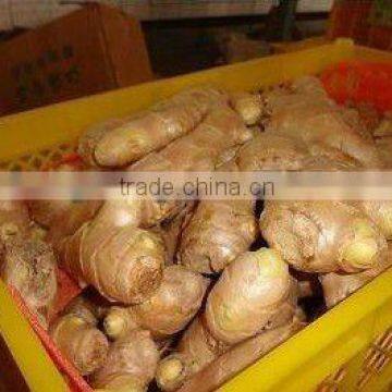 Shandong Fresh Ginger