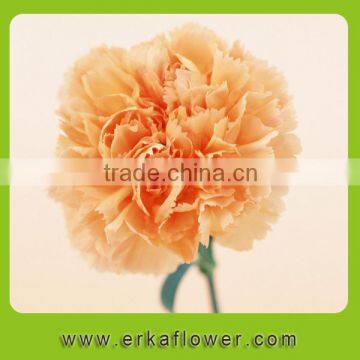Reasonable Price Hot Sale Fresh Cut Orchids and Carnation photo-5