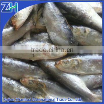 Frozen sardine for feeding, tuna fishing bait, China Fujian sardine