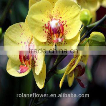 Quality Wholesale Yellow Natural Orchid Flower With 0.3kg/bundle From Yunnan, China