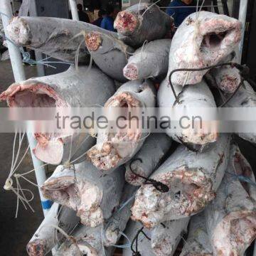 SEAFROZEN BLACK MARLIN DWT photo-6