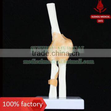 Life-size Elbow joint with ligaments