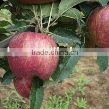 Huaniu Apple 2015