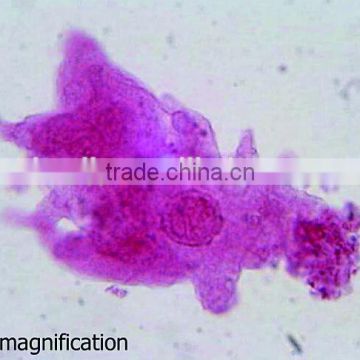 Student traning microscope prepared slides parasitology slides