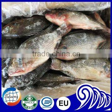 Farm Raised Frozen Tilapia Whole Round IQF