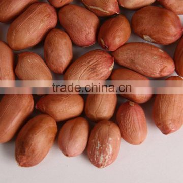 Best Price of Fresh Bold Peanuts