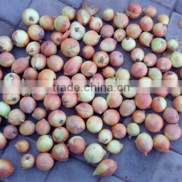 Professional indian onion buyer made in China