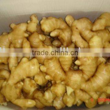 fresh farm ginger(SHANDONG)