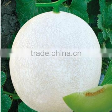 Hybrid sweet melon for growing-Silver handsome