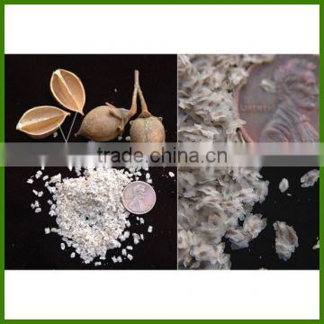 Paulownia fortunei/empress paulownia tree seeds for sale